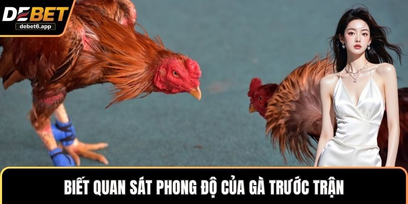 Biết quan sát phong độ của gà trước trận 