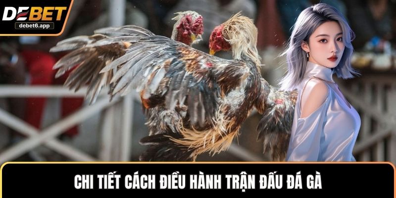 Chi tiết cách điều hành trận đấu đá gà