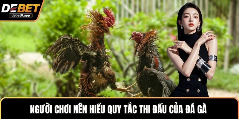 Người chơi nên hiểu quy tắc thi đấu của đá gà 