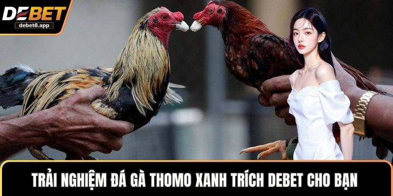 Trải nghiệm đá gà thomo xanh trích DEBET cho bạn 